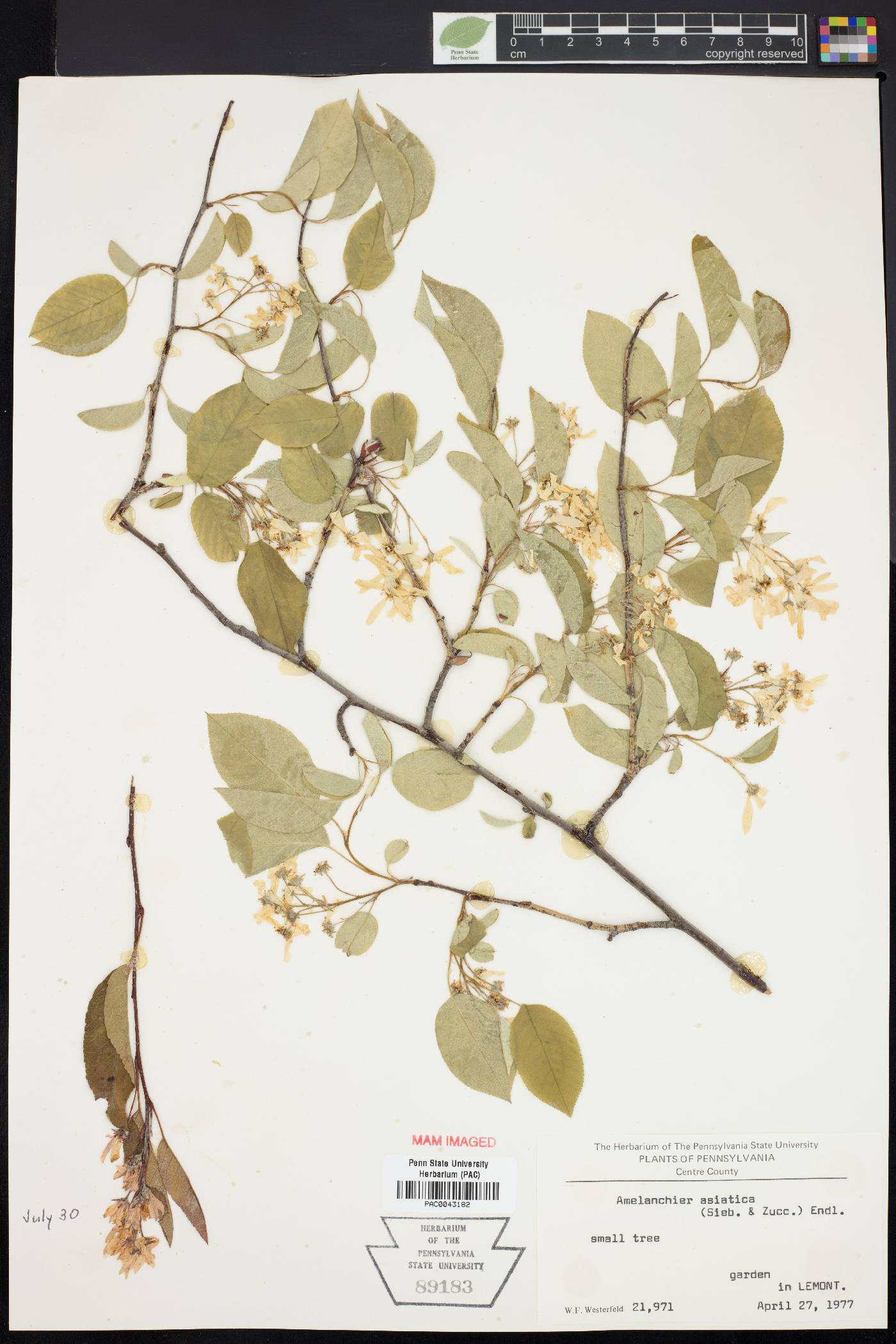 Amelanchier asiatica image