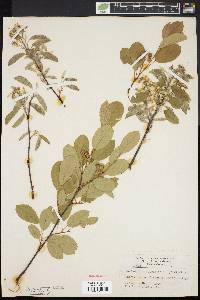 Amelanchier canadensis image