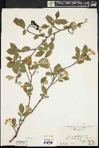 Aronia melanocarpa image