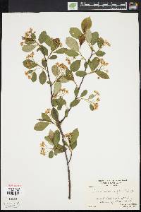 Aronia melanocarpa image