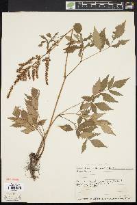 Aruncus dioicus image