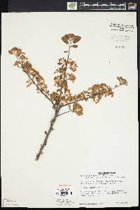 Cotoneaster crenulata image