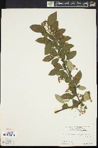 Image of Cotoneaster moupinensis