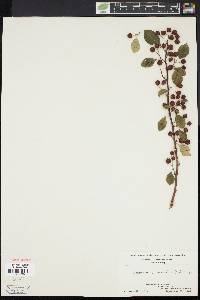 Cotoneaster granatensis image