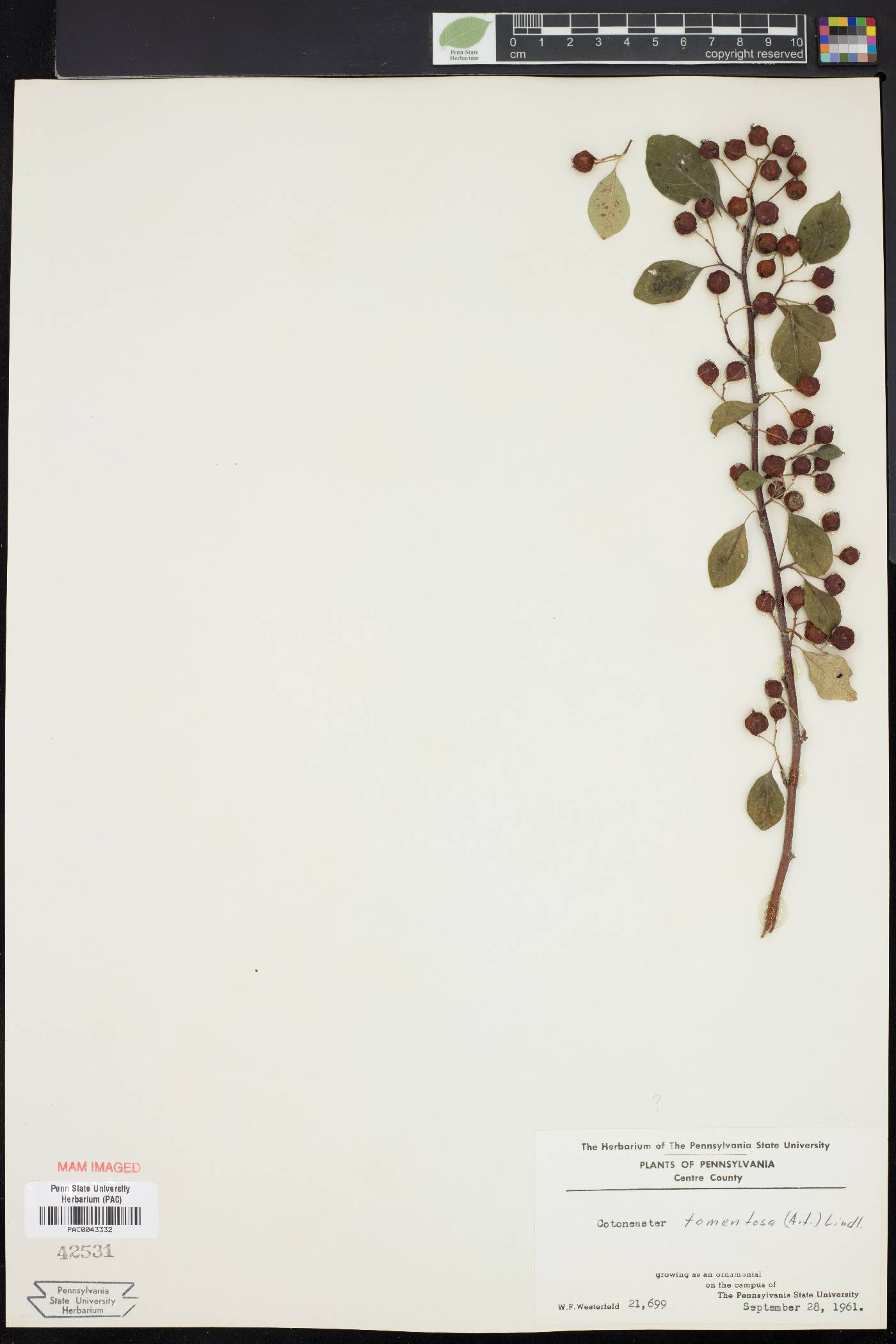 Cotoneaster granatensis image