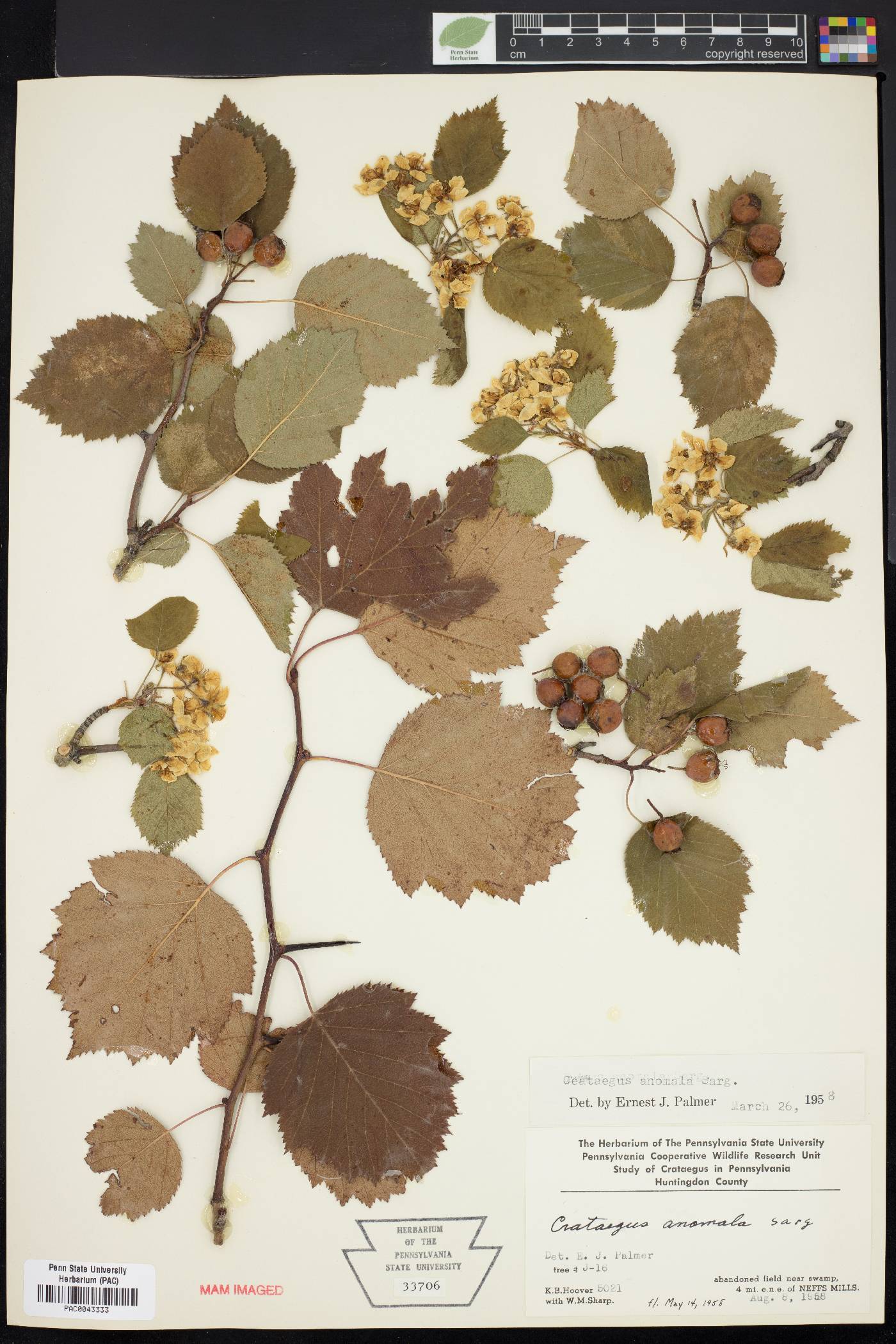 Crataegus anomala image