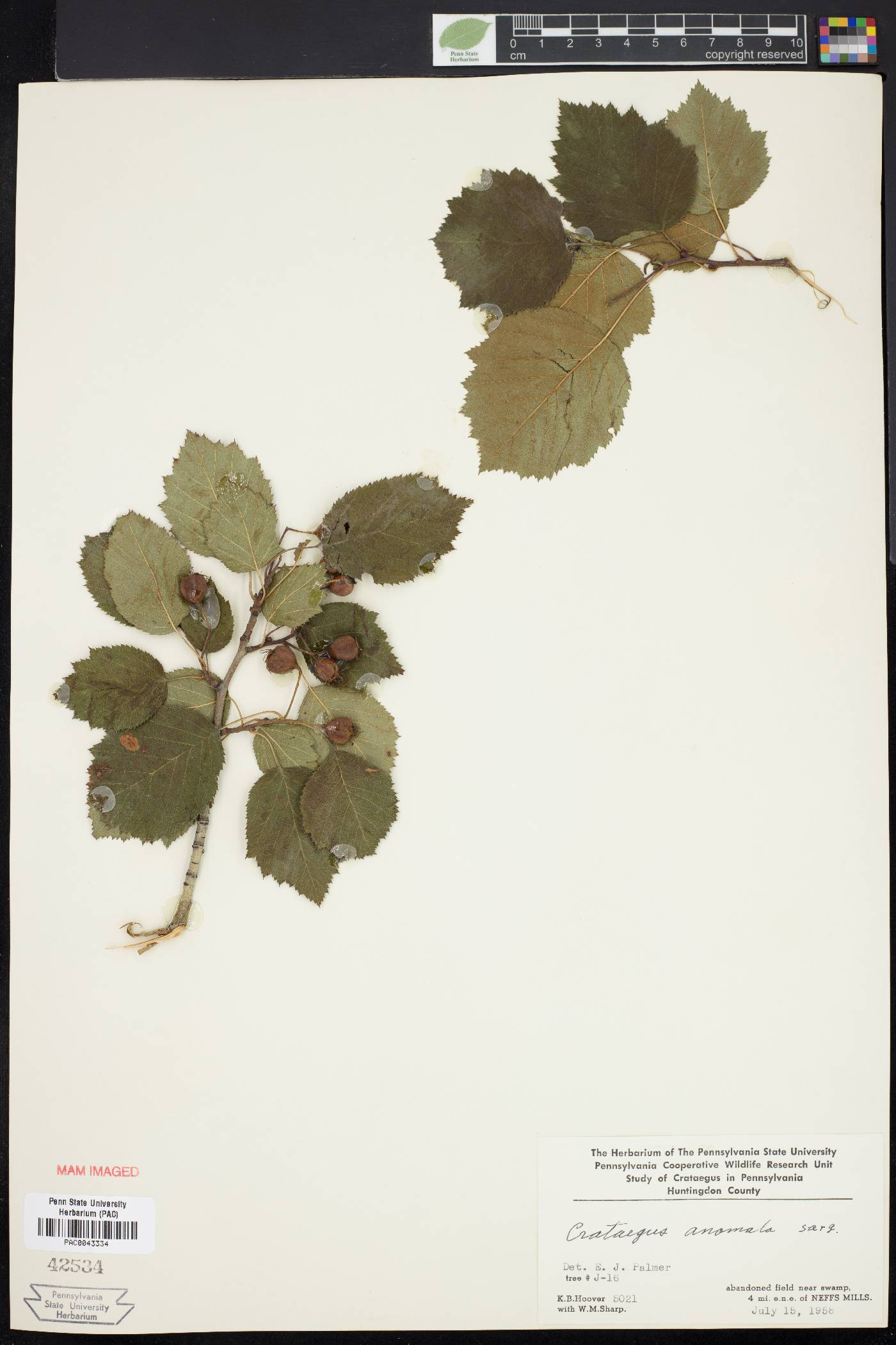 Crataegus anomala image