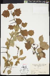 Crataegus beata image