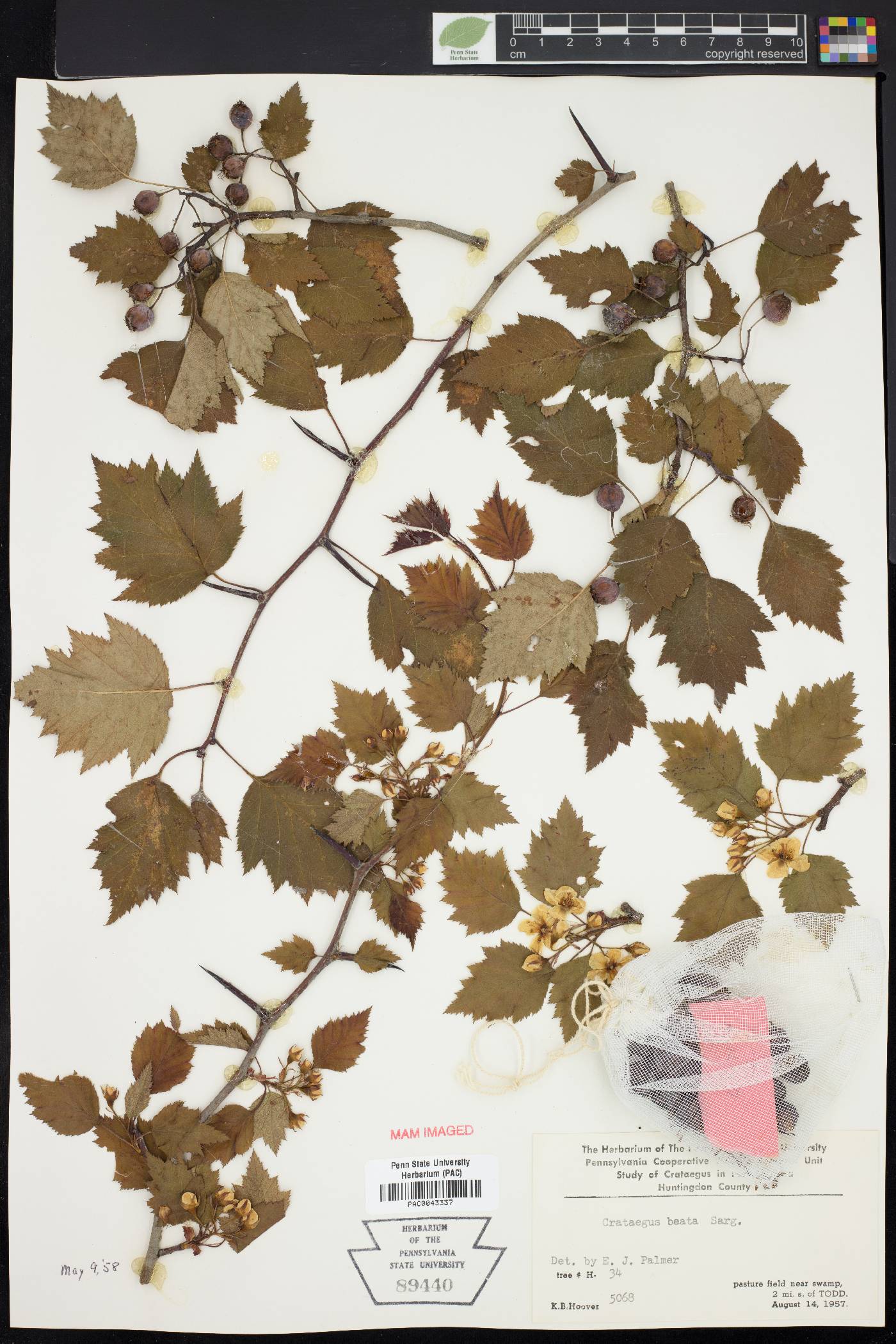 Crataegus beata image