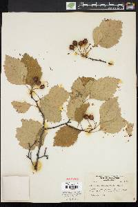 Crataegus biltmoreana image