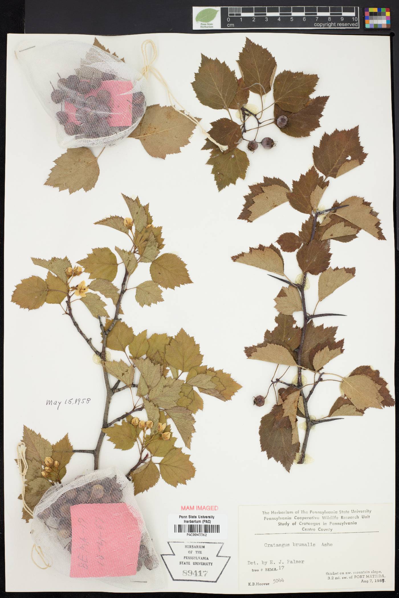 Crataegus brumalis image