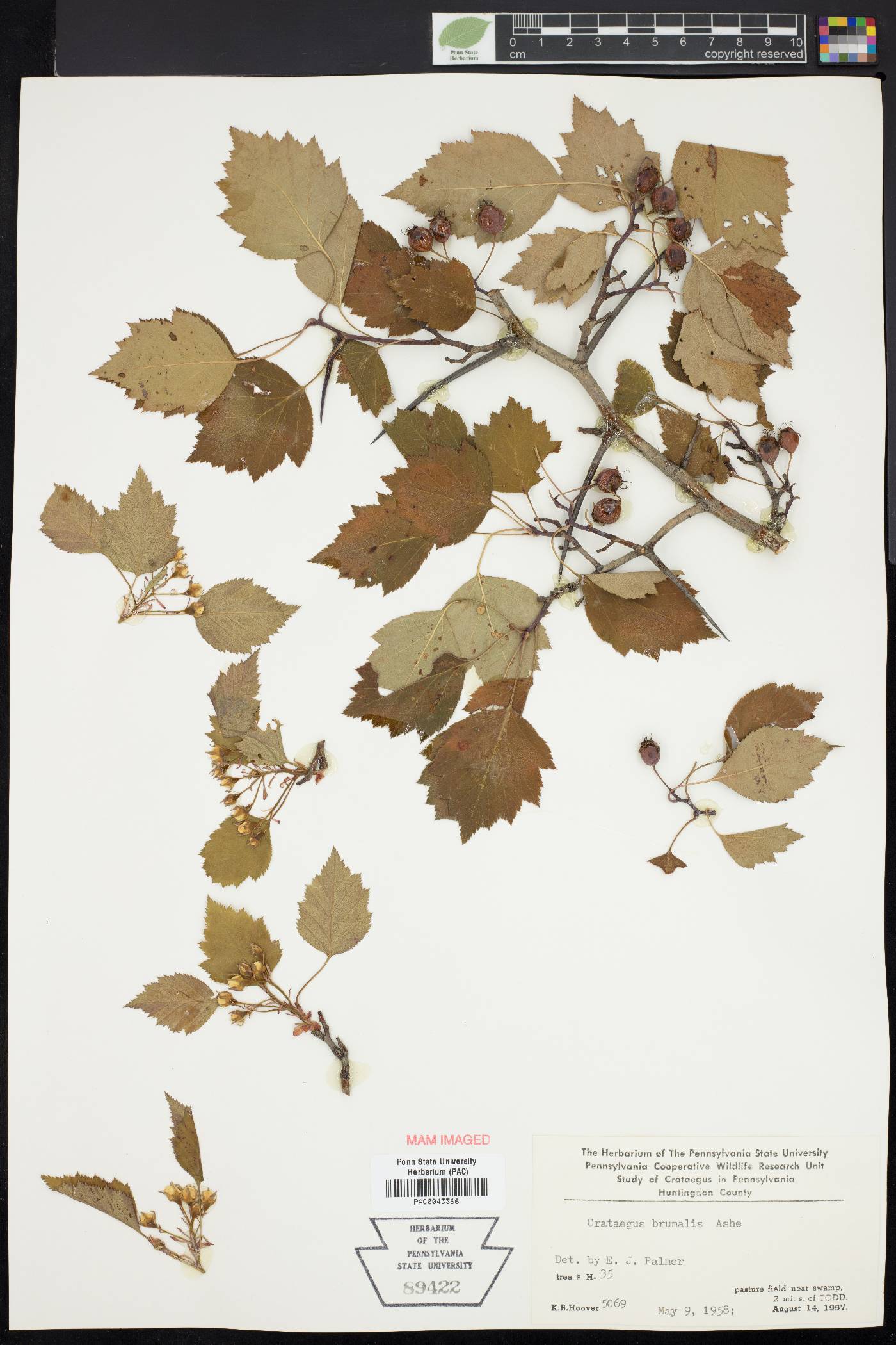 Crataegus brumalis image