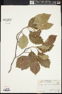 Crataegus calpodendron image