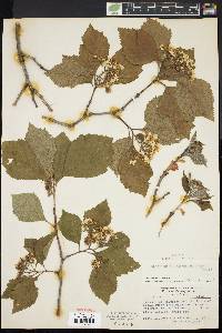 Crataegus calpodendron image