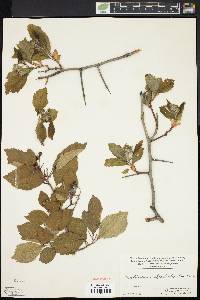 Crataegus calpodendron image