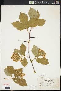 Crataegus calpodendron image