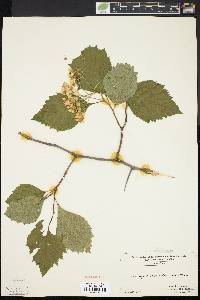 Crataegus calpodendron image