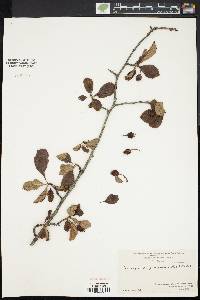 Crataegus calpodendron image