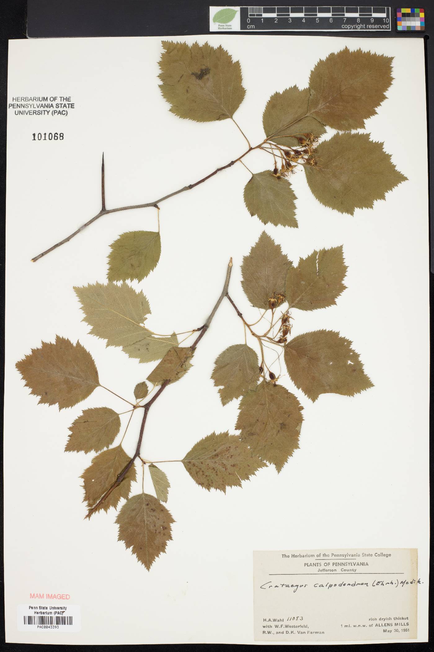 Crataegus calpodendron image