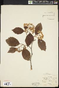 Crataegus calpodendron image