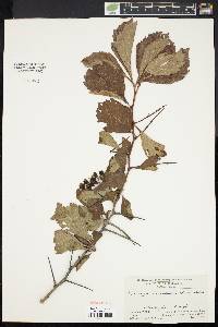 Crataegus calpodendron image