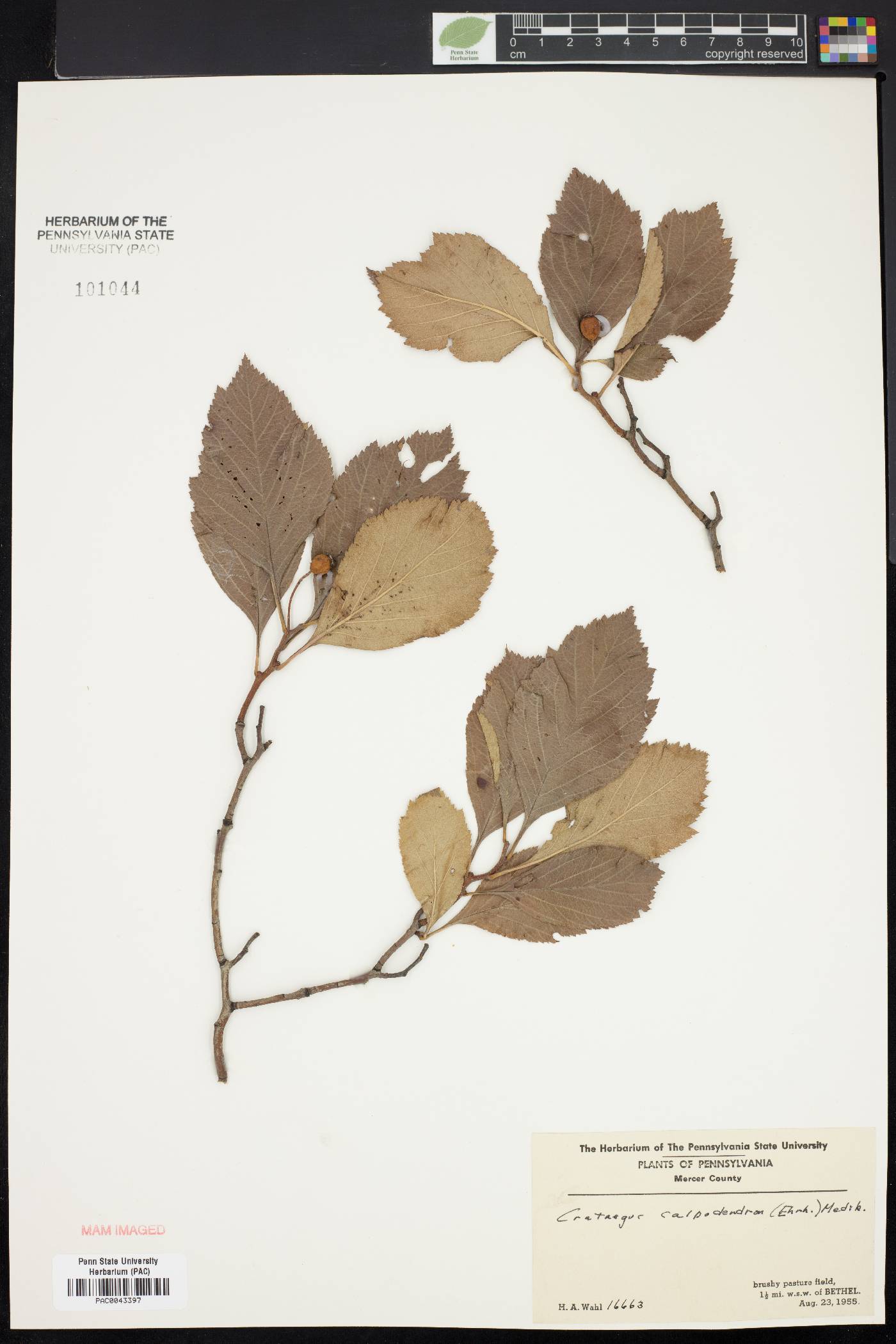 Crataegus calpodendron image