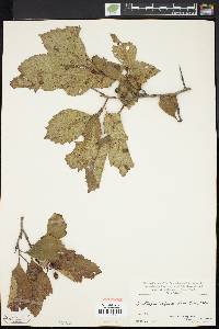 Crataegus calpodendron image