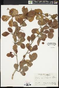 Crataegus calpodendron image