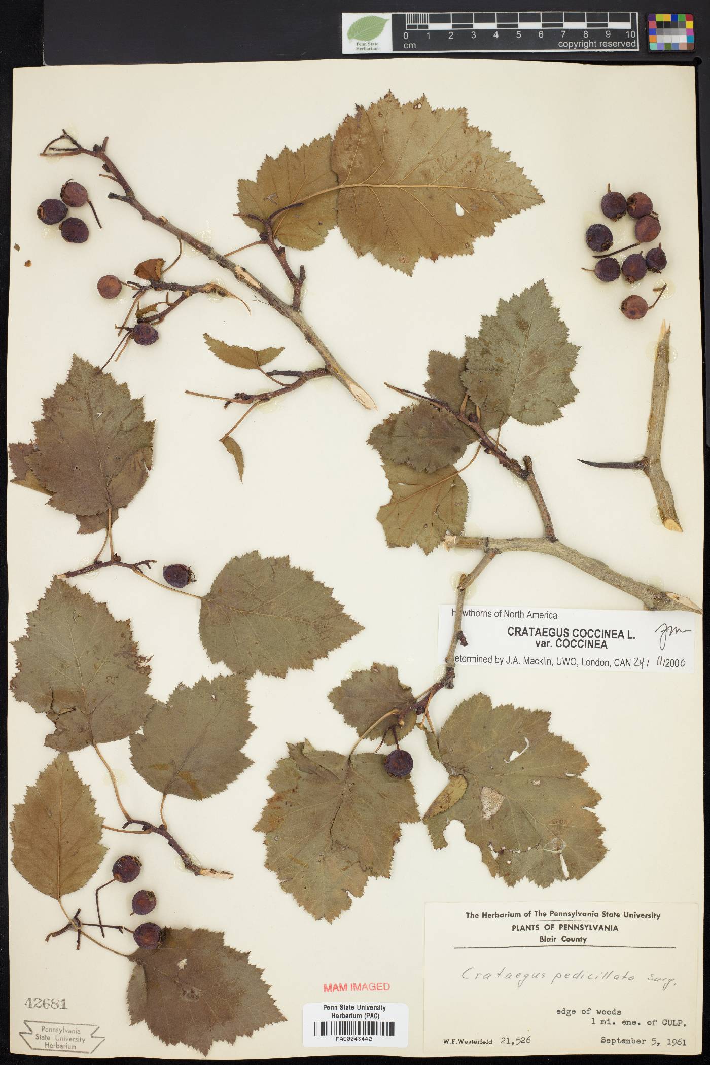 Crataegus coccinea image