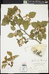 Crataegus coleae image