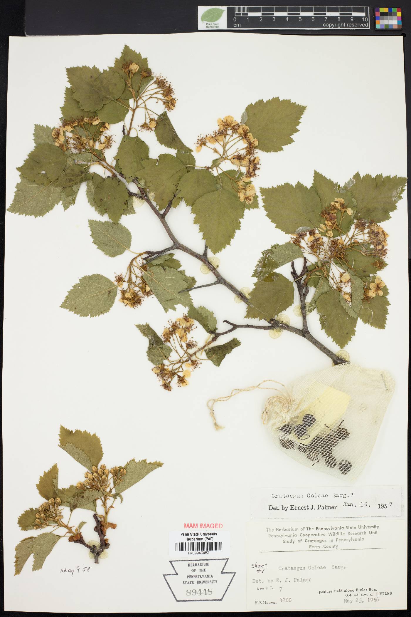 Crataegus coleae image
