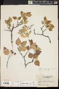 Crataegus compacta image