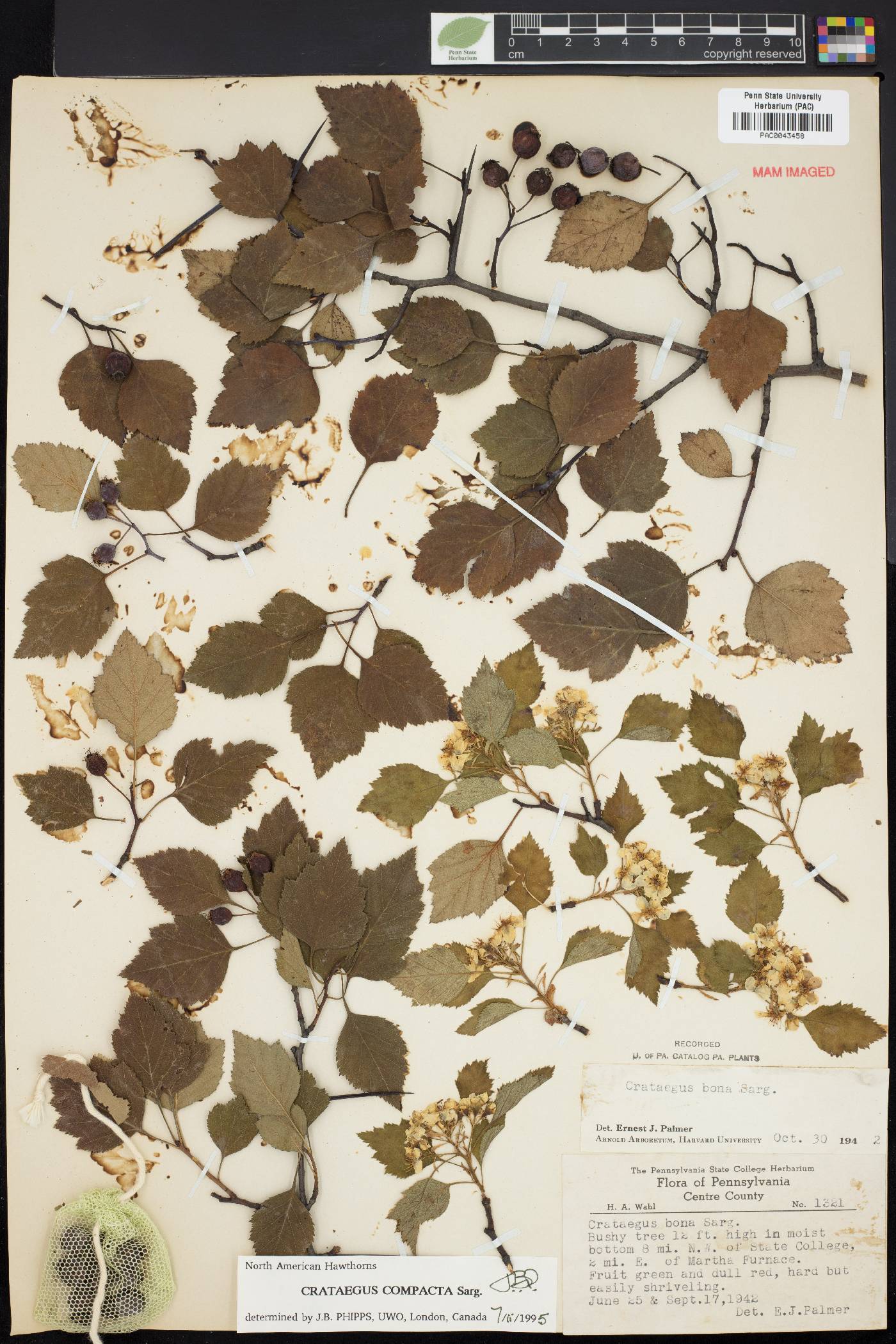 Crataegus compacta image