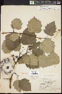 Crataegus dilatata image