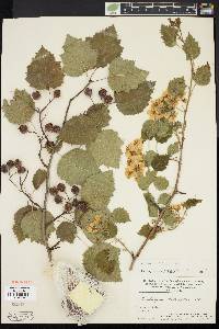 Crataegus dilatata image