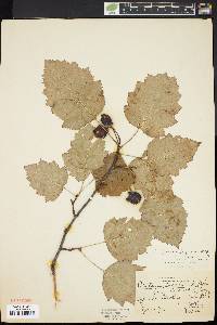 Crataegus dilatata image