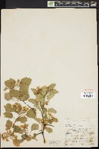 Crataegus dodgei image