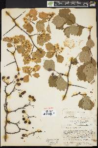 Crataegus dodgei image