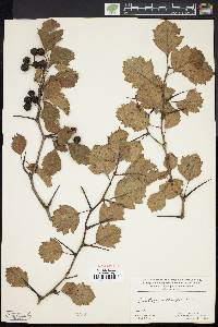 Crataegus dodgei image