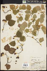 Crataegus filipes image