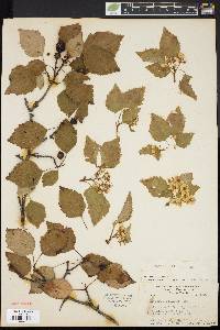 Crataegus filipes image