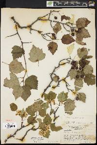 Crataegus filipes image