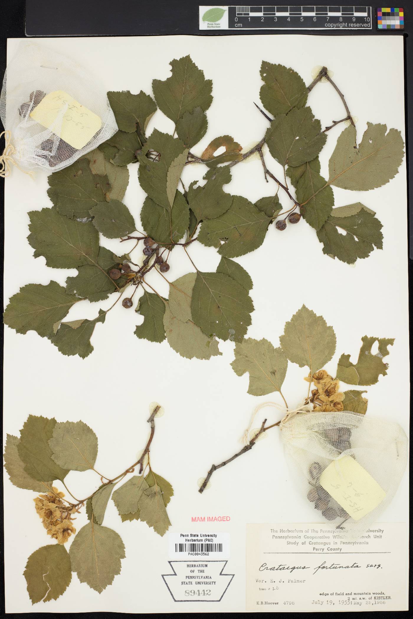 Crataegus fortunata image