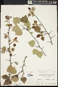 Crataegus gattingeri image