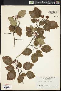 Crataegus holmesiana image