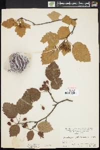 Crataegus holmesiana image