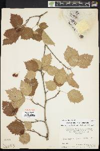 Crataegus holmesiana image