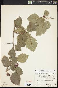 Crataegus holmesiana image