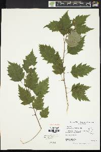 Crataegus holmesiana image