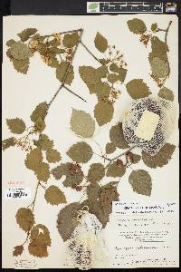 Crataegus holmesiana image